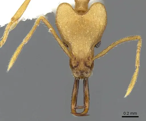 Strumigenys lancea specimen CASENT0914839 image casent0914839_2