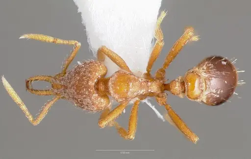 Strumigenys langrandi specimen CASENT0005566 image casent0005566_1