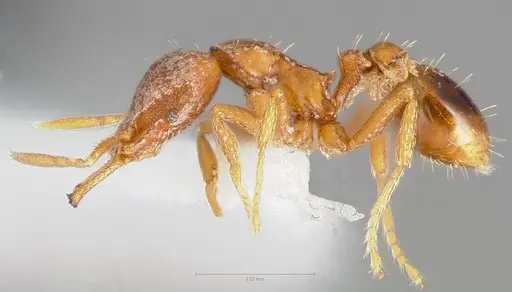 Strumigenys langrandi specimen CASENT0005566 image casent0005566_3