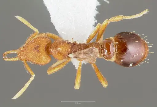 Strumigenys langrandi specimen CASENT0005567 image casent0005567_1