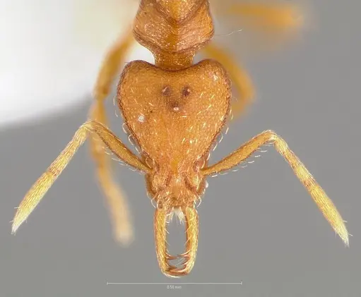 Strumigenys langrandi specimen CASENT0005567 image casent0005567_2