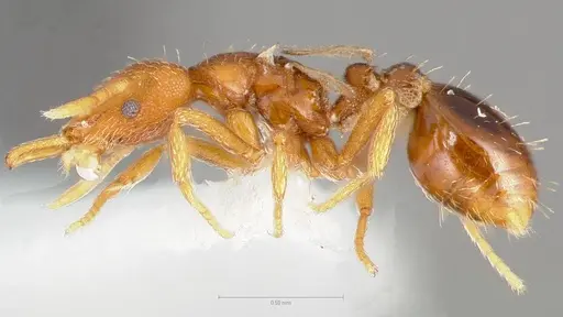 Strumigenys langrandi specimen CASENT0005567 image casent0005567_3
