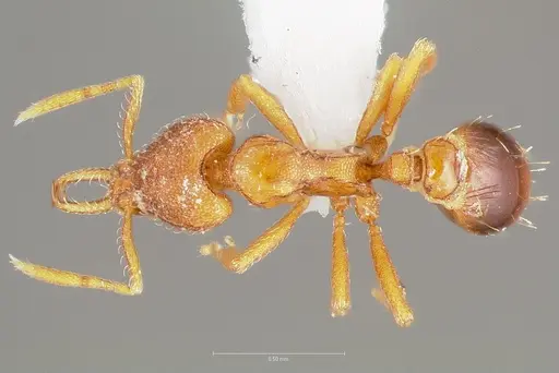 Strumigenys langrandi specimen CASENT0005568 image casent0005568_1