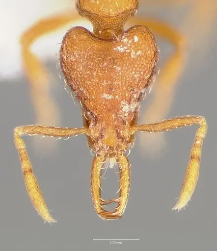 Strumigenys langrandi specimen CASENT0005568 image casent0005568_2