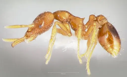 Strumigenys langrandi specimen CASENT0005568 image casent0005568_3