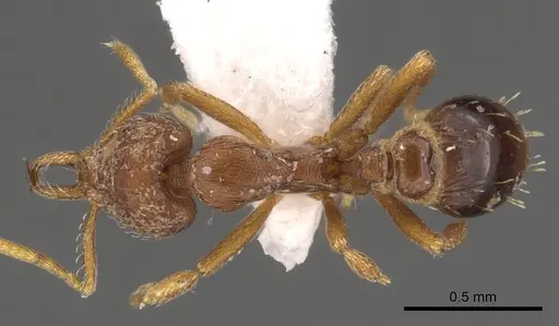 Strumigenys langrandi specimen CASENT0900726 image casent0900726_1