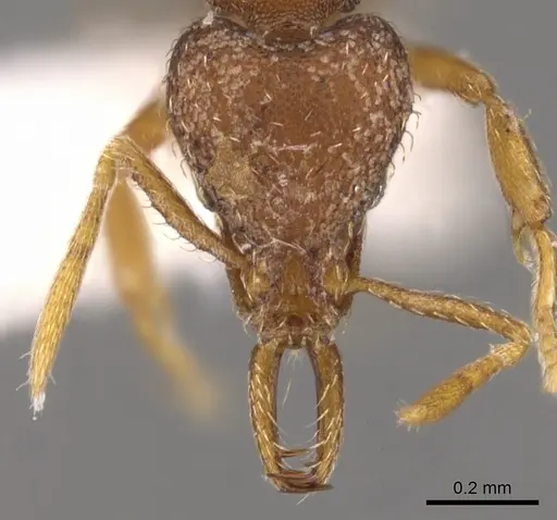 Strumigenys langrandi specimen CASENT0900726 image casent0900726_2