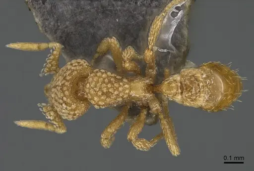 Strumigenys lantaui specimen ANTWEB1009620 image antweb1009620_1