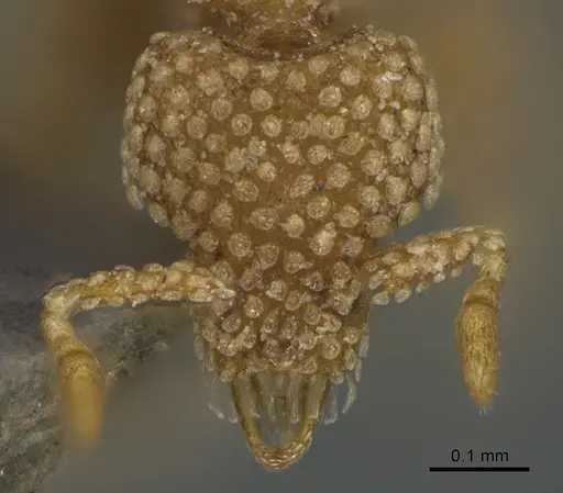 Strumigenys lantaui specimen ANTWEB1009620 image antweb1009620_2