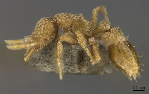 Strumigenys lantaui specimen ANTWEB1009620 image antweb1009620_3