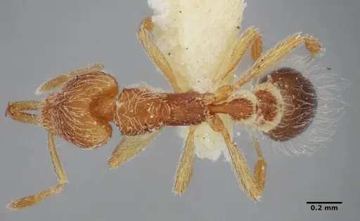 Strumigenys lanuginosa specimen ANTWEB1032495 image antweb1032495_1
