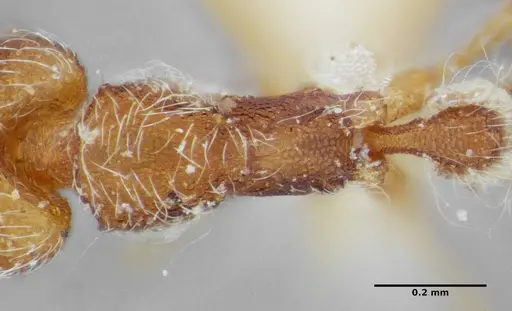 Strumigenys lanuginosa specimen ANTWEB1032495 image antweb1032495_2