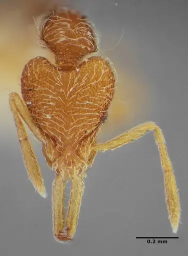 Strumigenys lanuginosa specimen ANTWEB1032495 image antweb1032495_3