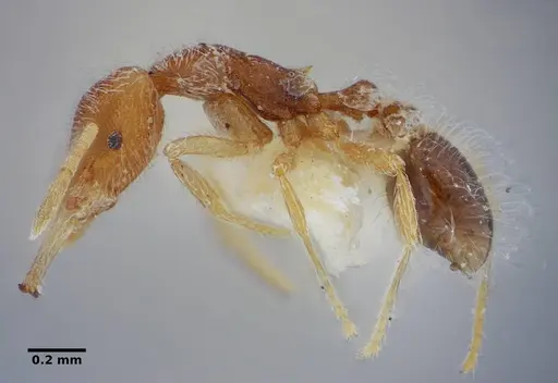 Strumigenys lanuginosa specimen ANTWEB1032495 image antweb1032495_4