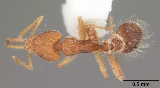 Strumigenys lanuginosa specimen CASENT0104517 image casent0104517_1