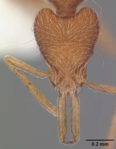 Strumigenys lanuginosa specimen CASENT0104517 image casent0104517_2
