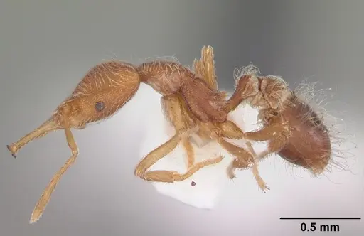 Strumigenys lanuginosa specimen CASENT0104517 image casent0104517_3