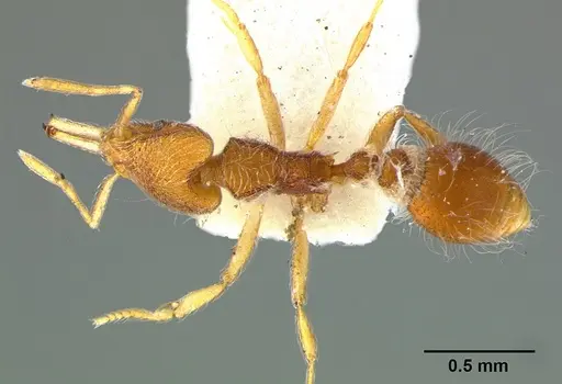 Strumigenys lanuginosa specimen CASENT0105875 image casent0105875_1