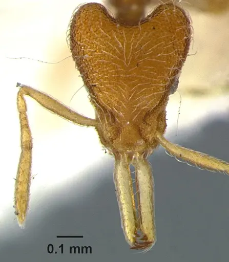 Strumigenys lanuginosa specimen CASENT0105875 image casent0105875_2