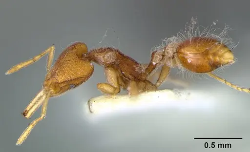 Strumigenys lanuginosa specimen CASENT0105875 image casent0105875_3