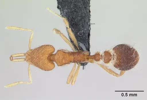 Strumigenys lanuginosa specimen CASENT0178644 image casent0178644_1