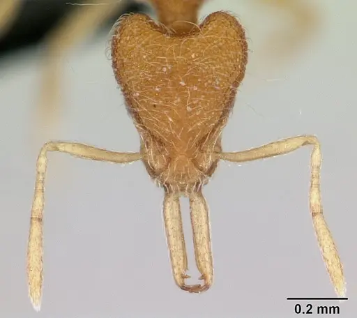 Strumigenys lanuginosa specimen CASENT0178644 image casent0178644_2