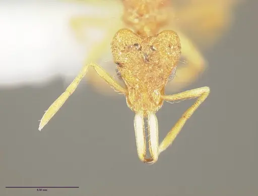 Strumigenys lanuginosa specimen CASENT0641112 image casent0641112_1
