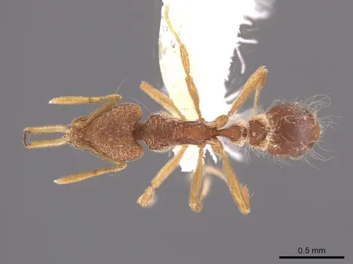 Strumigenys lanuginosa specimen CASENT0648715 image casent0648715_1