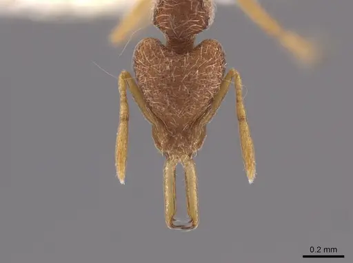 Strumigenys lanuginosa specimen CASENT0648715 image casent0648715_2