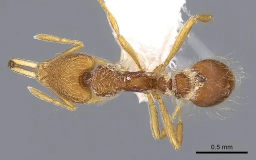 Strumigenys lanuginosa specimen CASENT0914741 image casent0914741_1