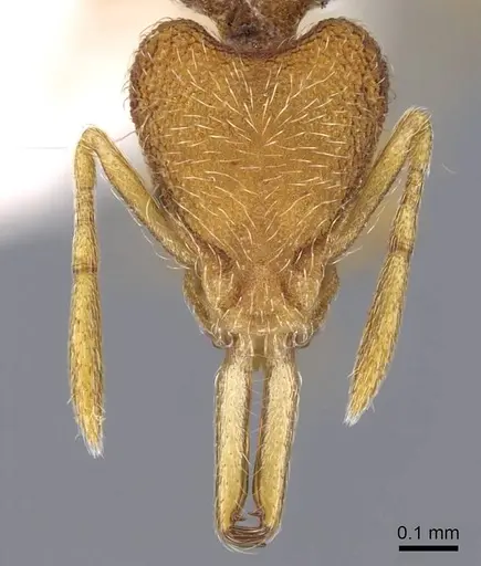 Strumigenys lanuginosa specimen CASENT0914741 image casent0914741_2