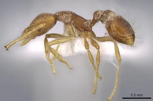Strumigenys lanuginosa specimen CASENT0914741 image casent0914741_3