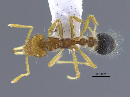 Strumigenys lanuginosa specimen CBUMAGENT41689 image cbumagent41689_1