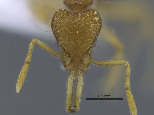 Strumigenys lanuginosa specimen CBUMAGENT41689 image cbumagent41689_2