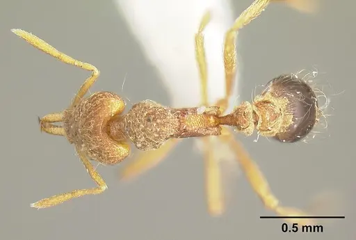 Strumigenys lanuginosa specimen INB0003692957 image inb0003692957_1
