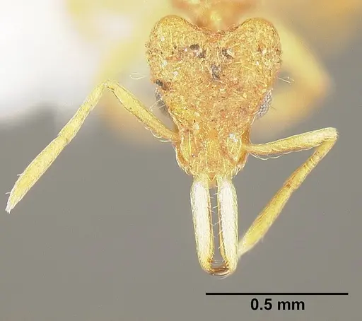 Strumigenys lanuginosa specimen INB0003692957 image inb0003692957_2