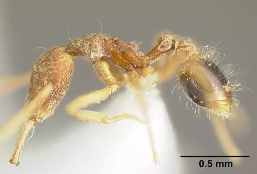 Strumigenys lanuginosa specimen INB0003692957 image inb0003692957_3