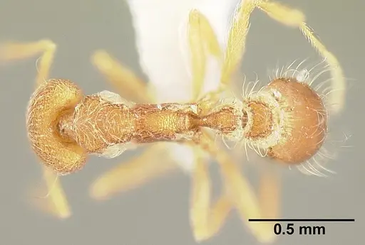 Strumigenys lanuginosa specimen INBIOCRI001281641 image inbiocri001281641_1