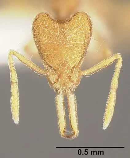 Strumigenys lanuginosa specimen INBIOCRI001281641 image inbiocri001281641_2