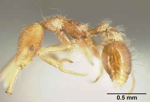 Strumigenys lanuginosa specimen INBIOCRI001281641 image inbiocri001281641_3