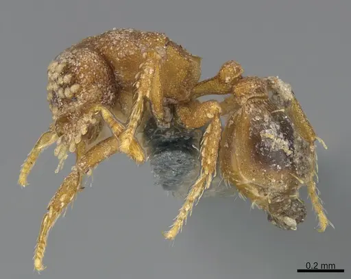 Strumigenys laticeps specimen CASENT0355761 image casent0355761_1