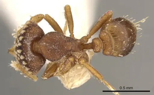 Strumigenys laticeps specimen CASENT0900046 image casent0900046_1