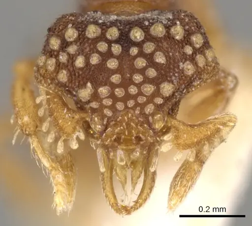 Strumigenys laticeps specimen CASENT0900046 image casent0900046_2