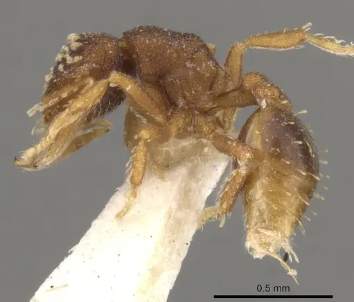 Strumigenys laticeps specimen CASENT0900046 image casent0900046_3