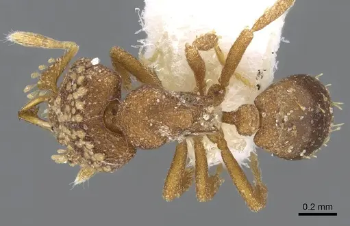 Strumigenys laticeps specimen CASENT0914709 image casent0914709_1