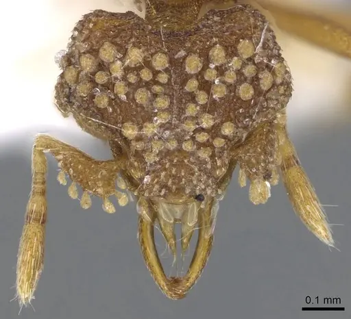 Strumigenys laticeps specimen CASENT0914709 image casent0914709_2