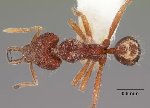 Strumigenys lebratyx specimen CASENT0102613 image casent0102613_1