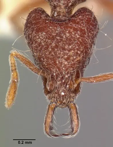 Strumigenys lebratyx specimen CASENT0102613 image casent0102613_2