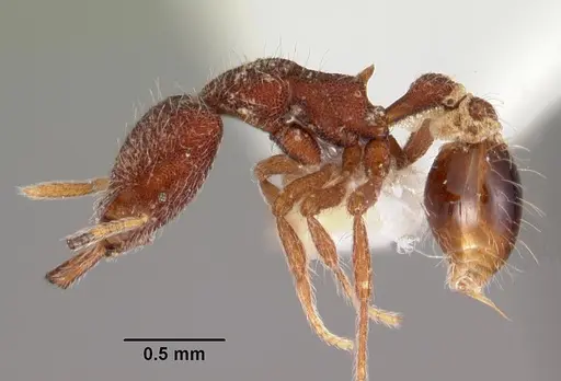 Strumigenys lebratyx specimen CASENT0102613 image casent0102613_3