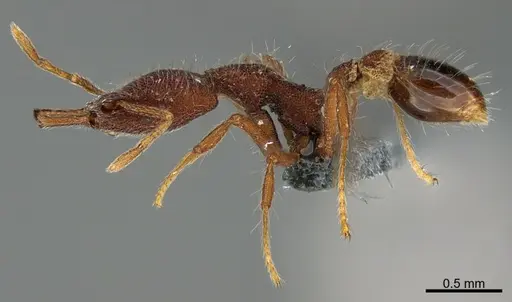 Strumigenys lebratyx specimen CASENT0392177 image casent0392177_1